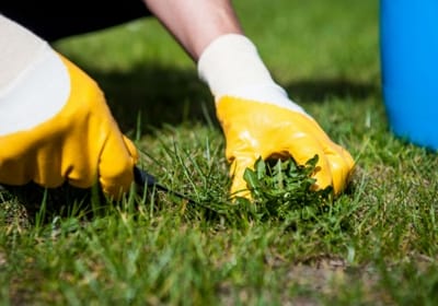 Lawncare Weed Removal Lawncare Weed Removal