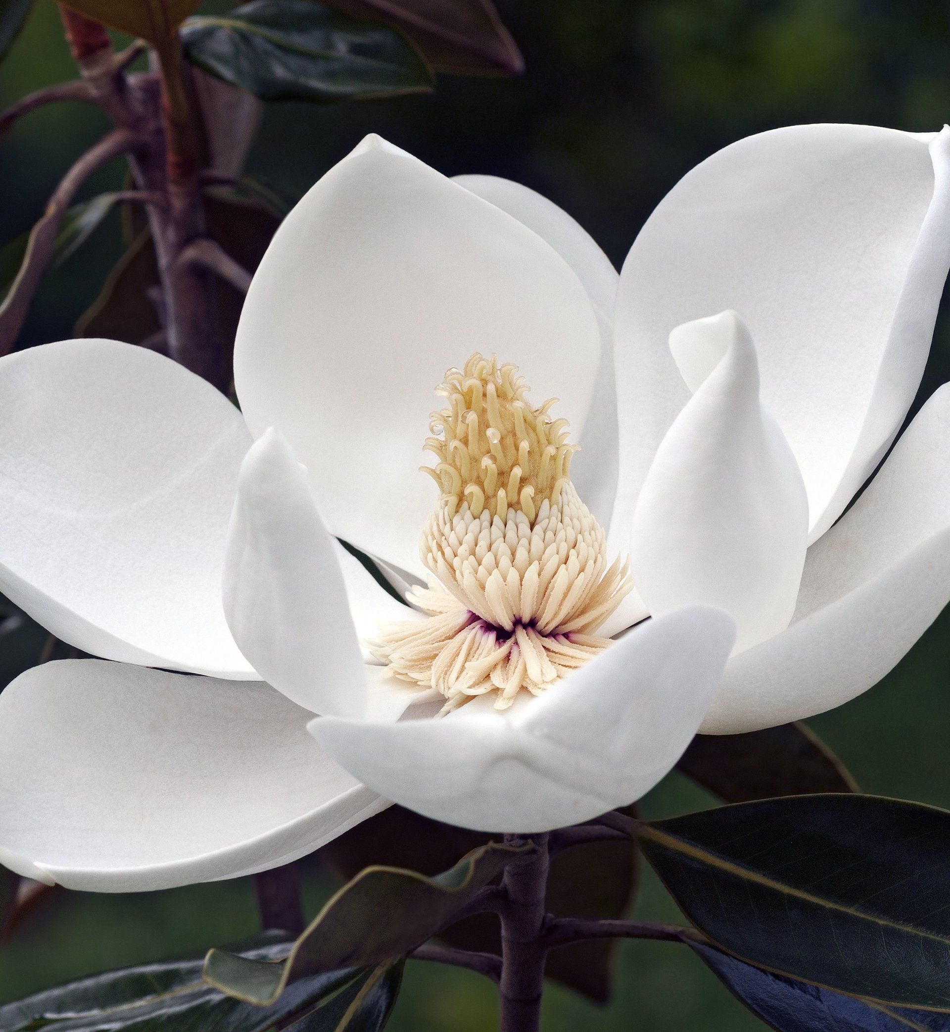 Magnolia Grandiflora