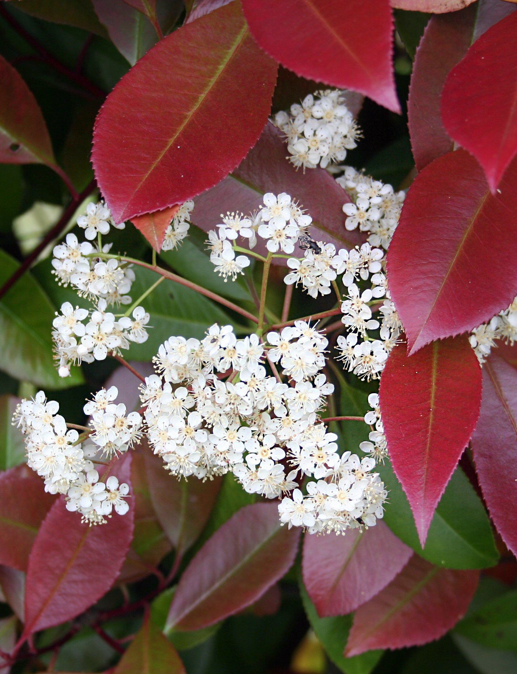 Siepe Photinia