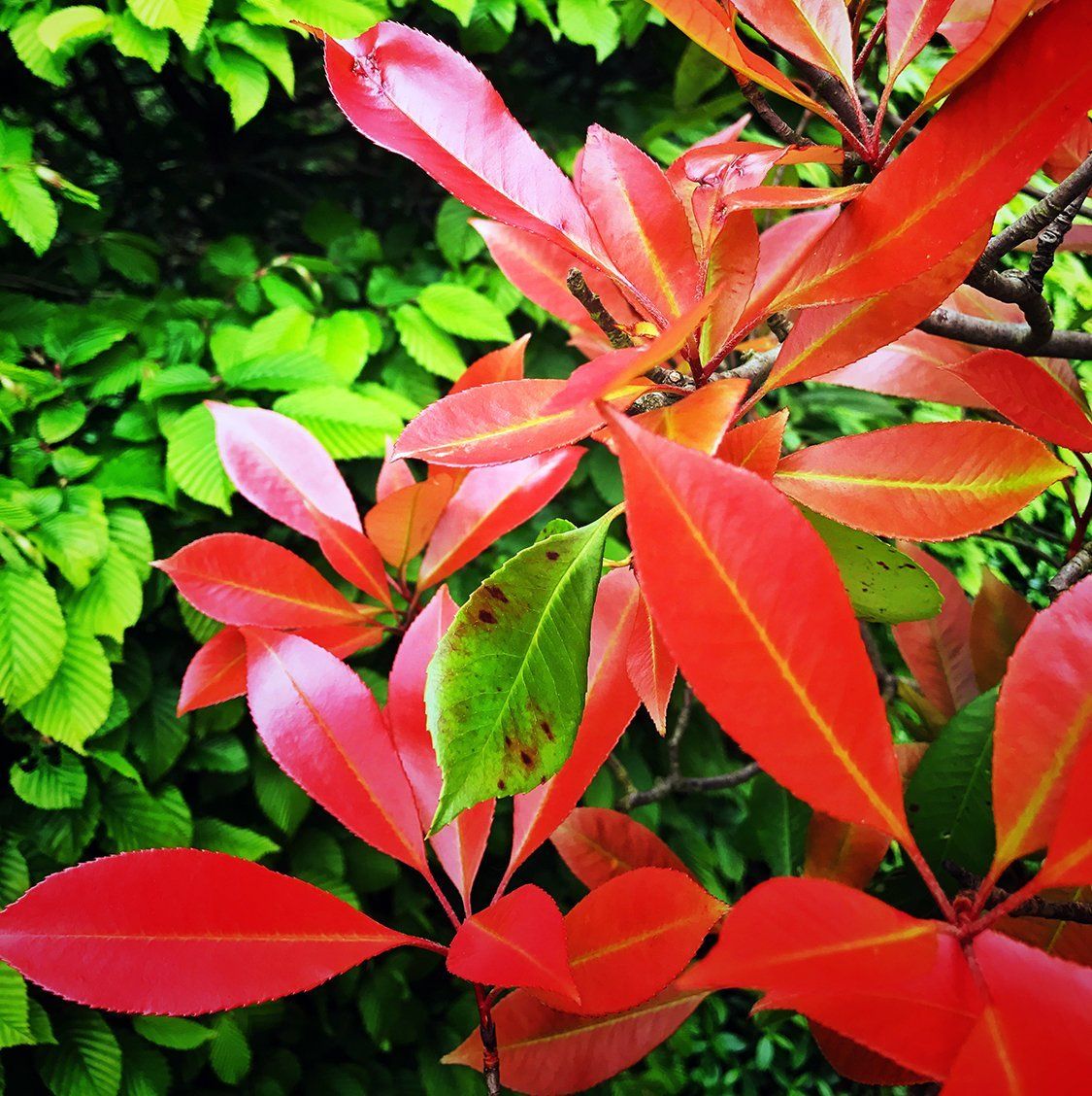 Siepe Photinia