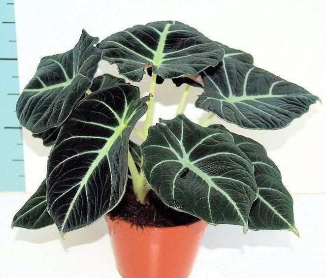 Alocasia Black Velvet