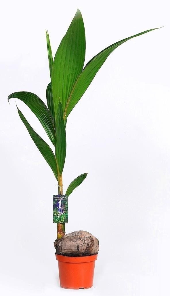 Cocos nucifera