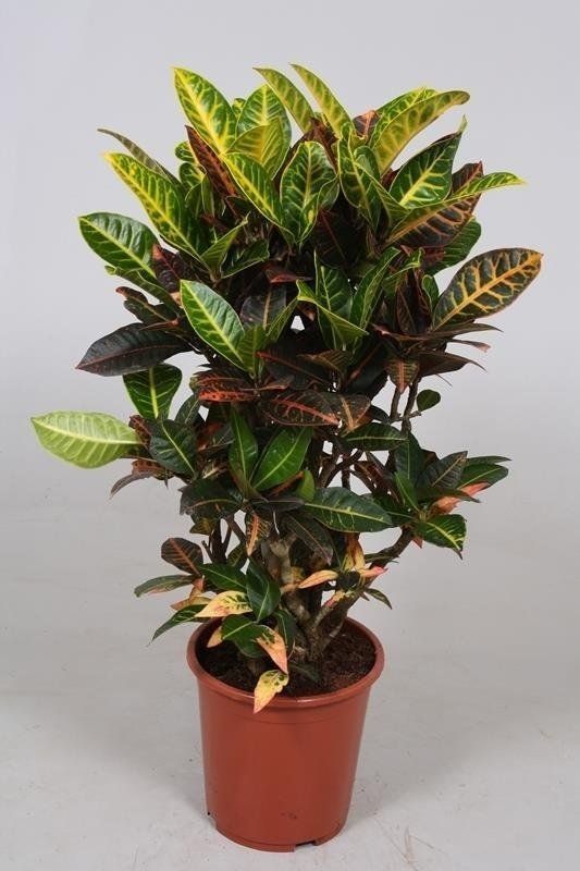 Codiaeum Petra