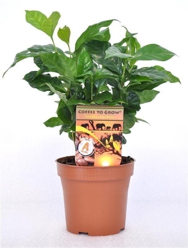 Coffea Arabica
