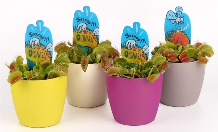 Dionaea muscipula