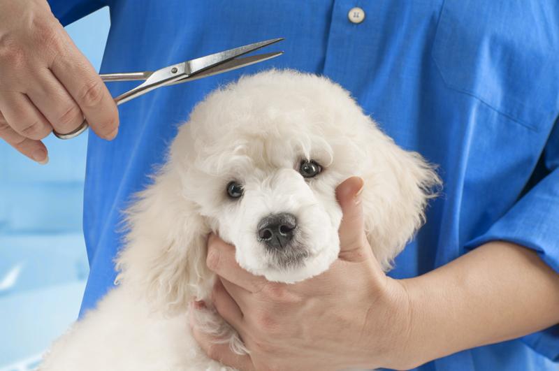 Dog_at_vet_clinic