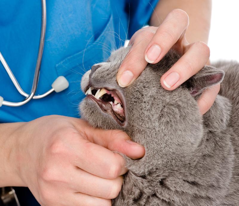 Dog_at_vet_clinic