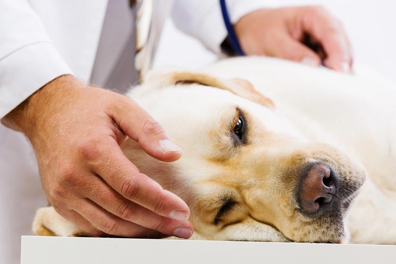 Dog_at_vet_clinic