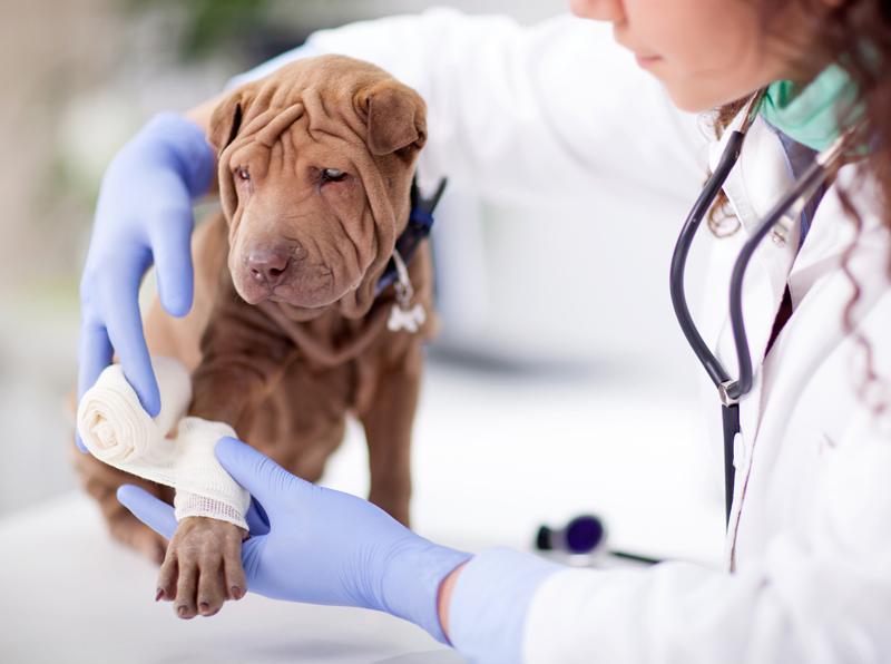 Dog_at_vet_clinic