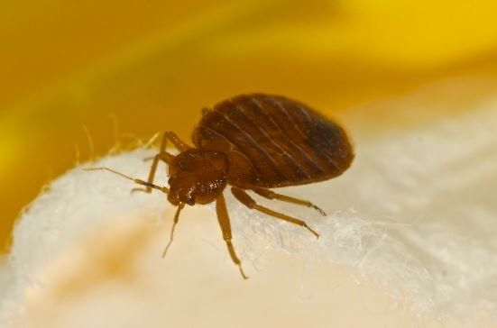 Bed bug