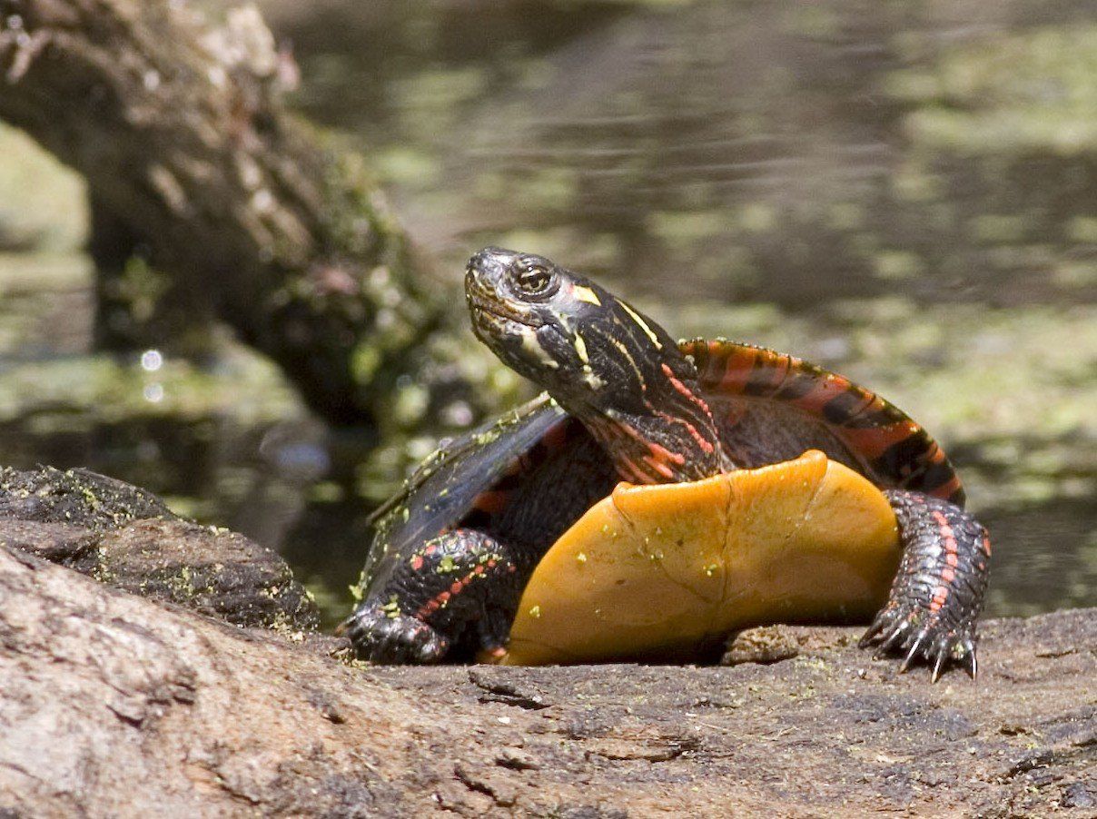 Dark turtle with orange markings resting on a rock in water