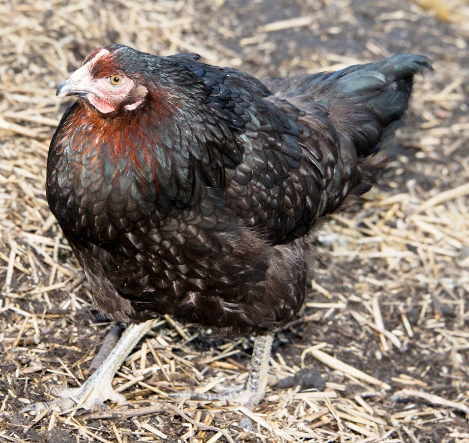Hunched Hen