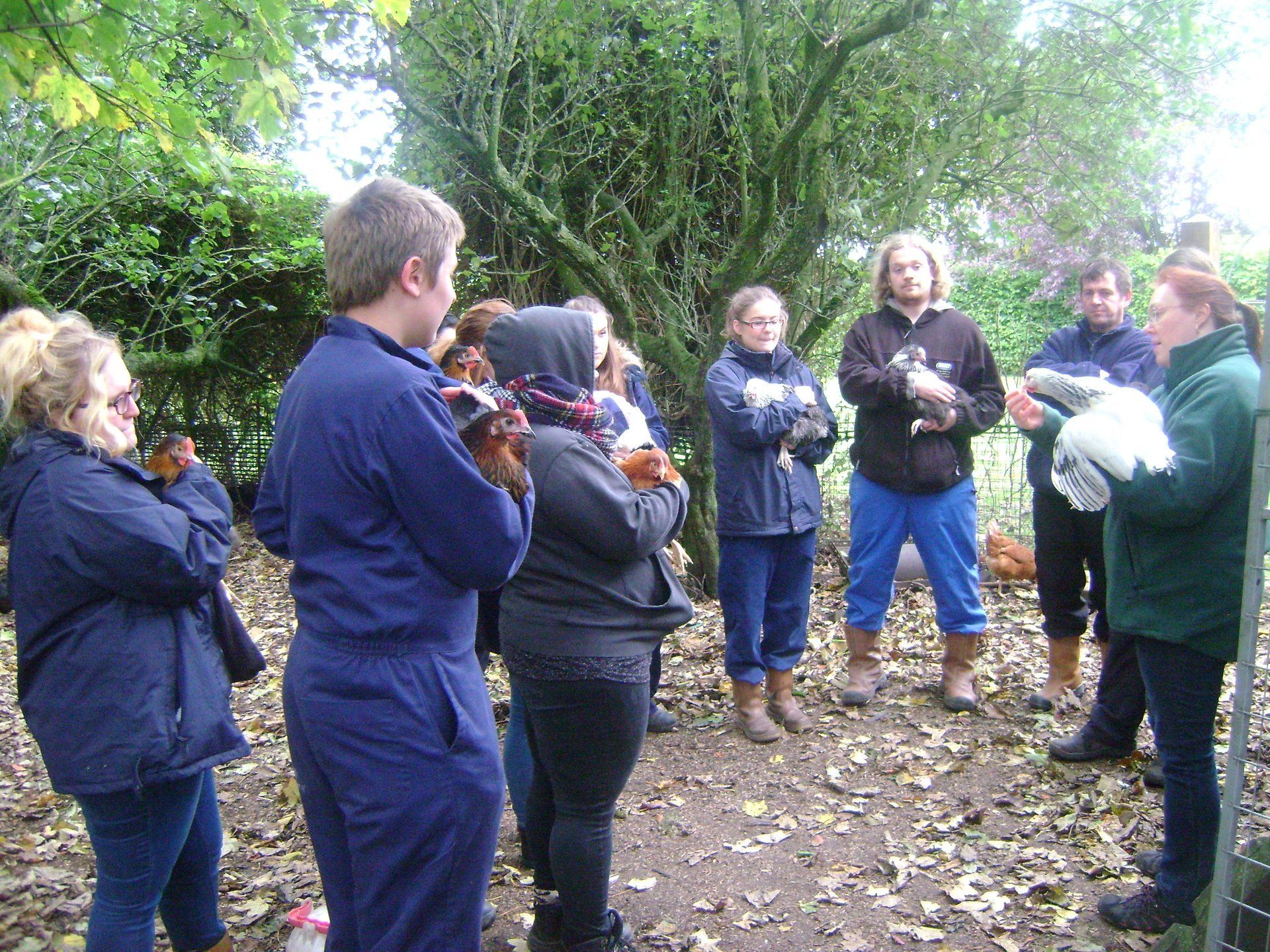 Course - Keeping Chickens