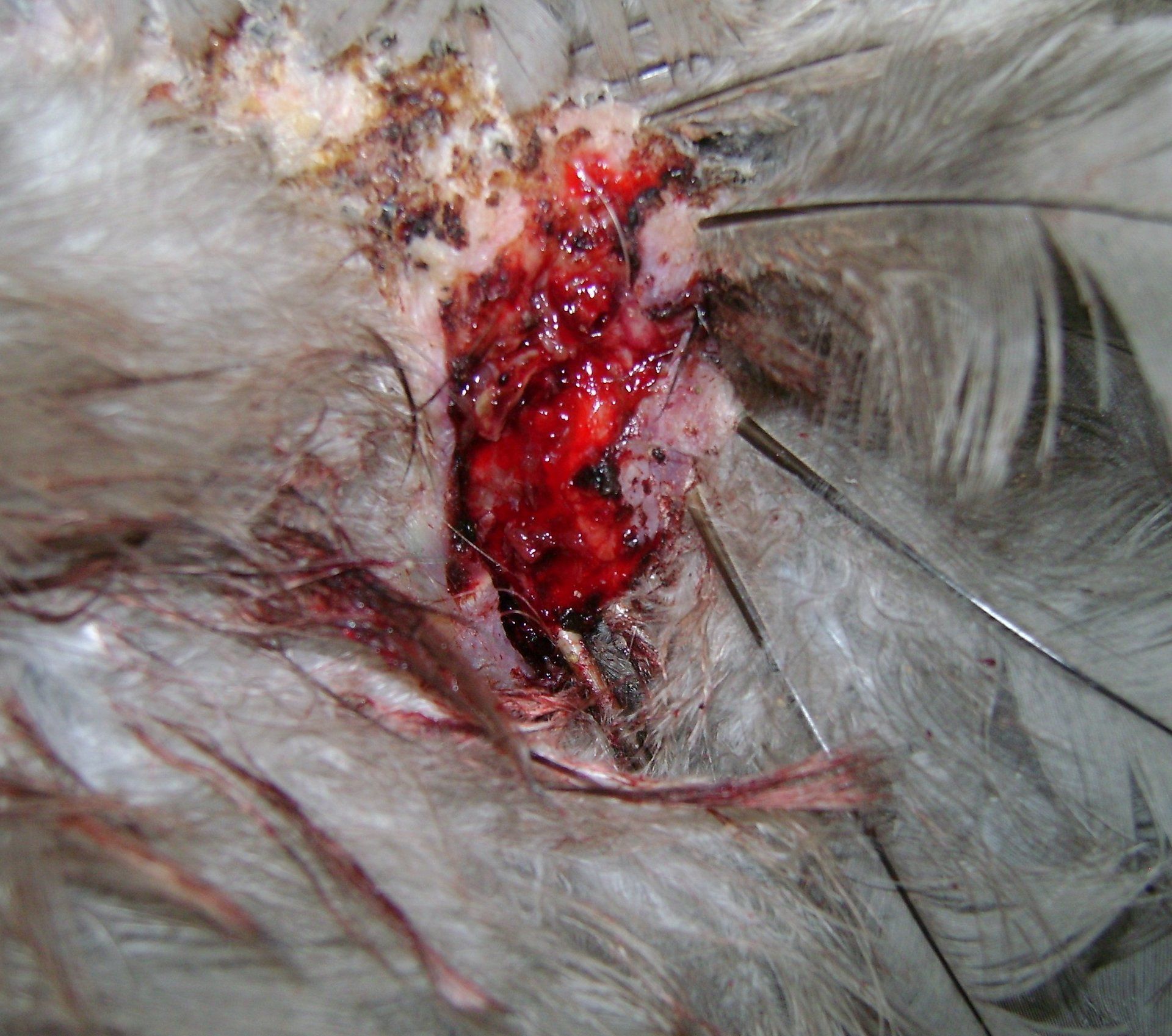 Feathers Missing