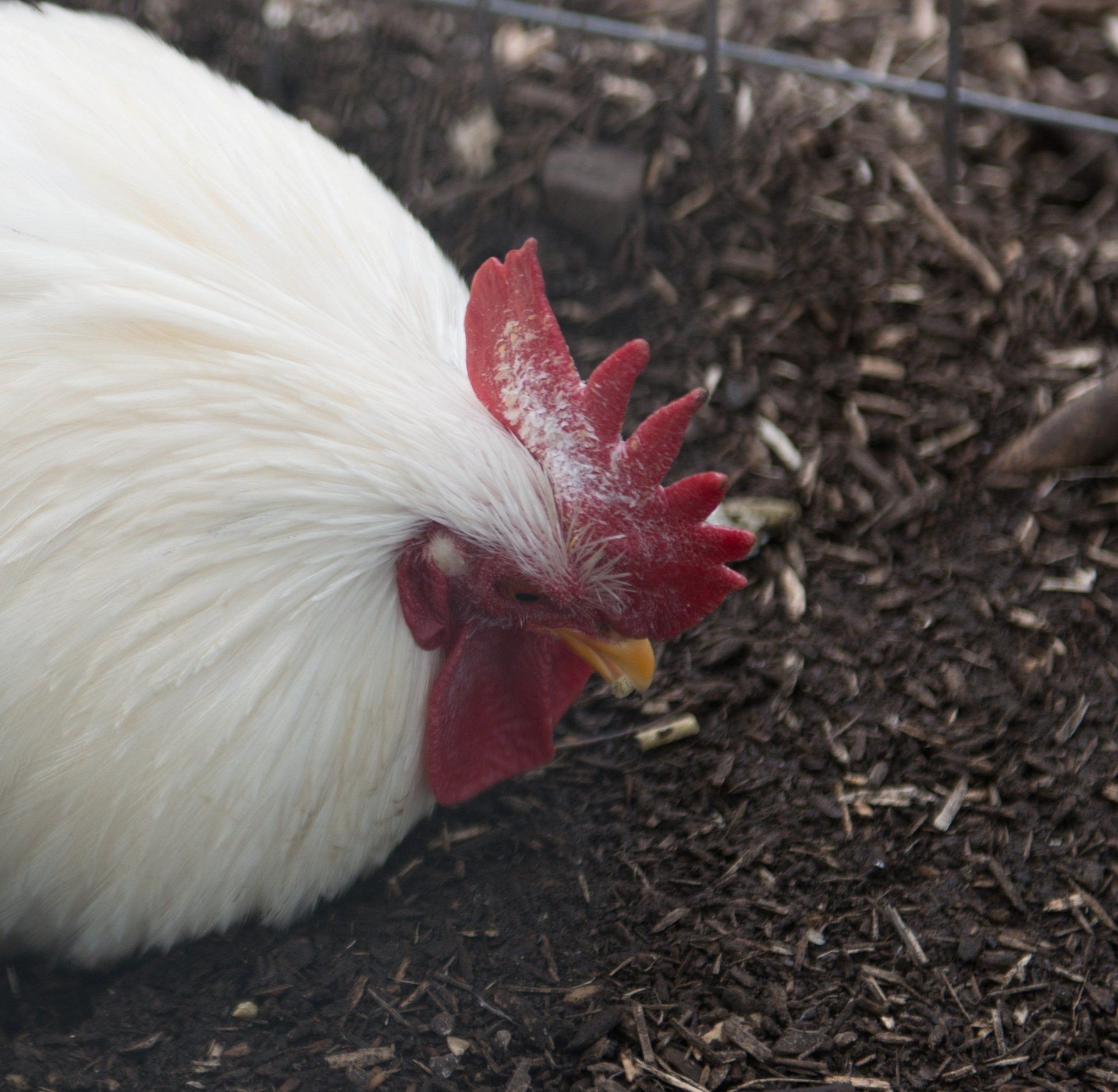 Peck Wound
