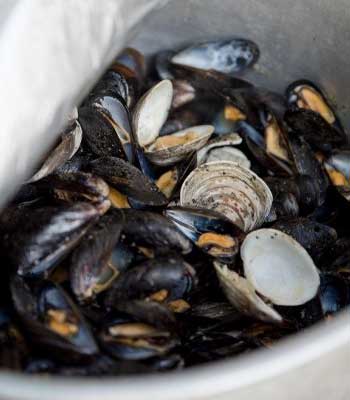 A close up of mussels and clams in a pot