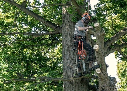Stump cutting