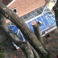 Tree care