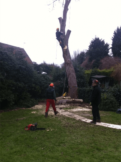 Tree felling services