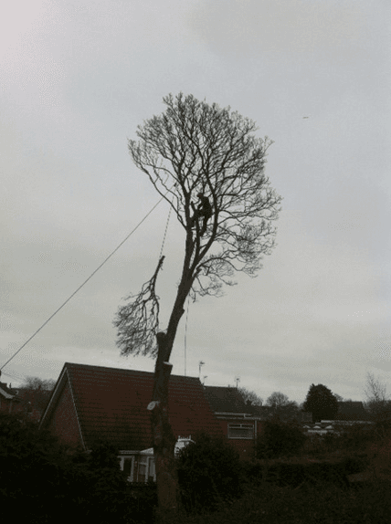 Tree thinning