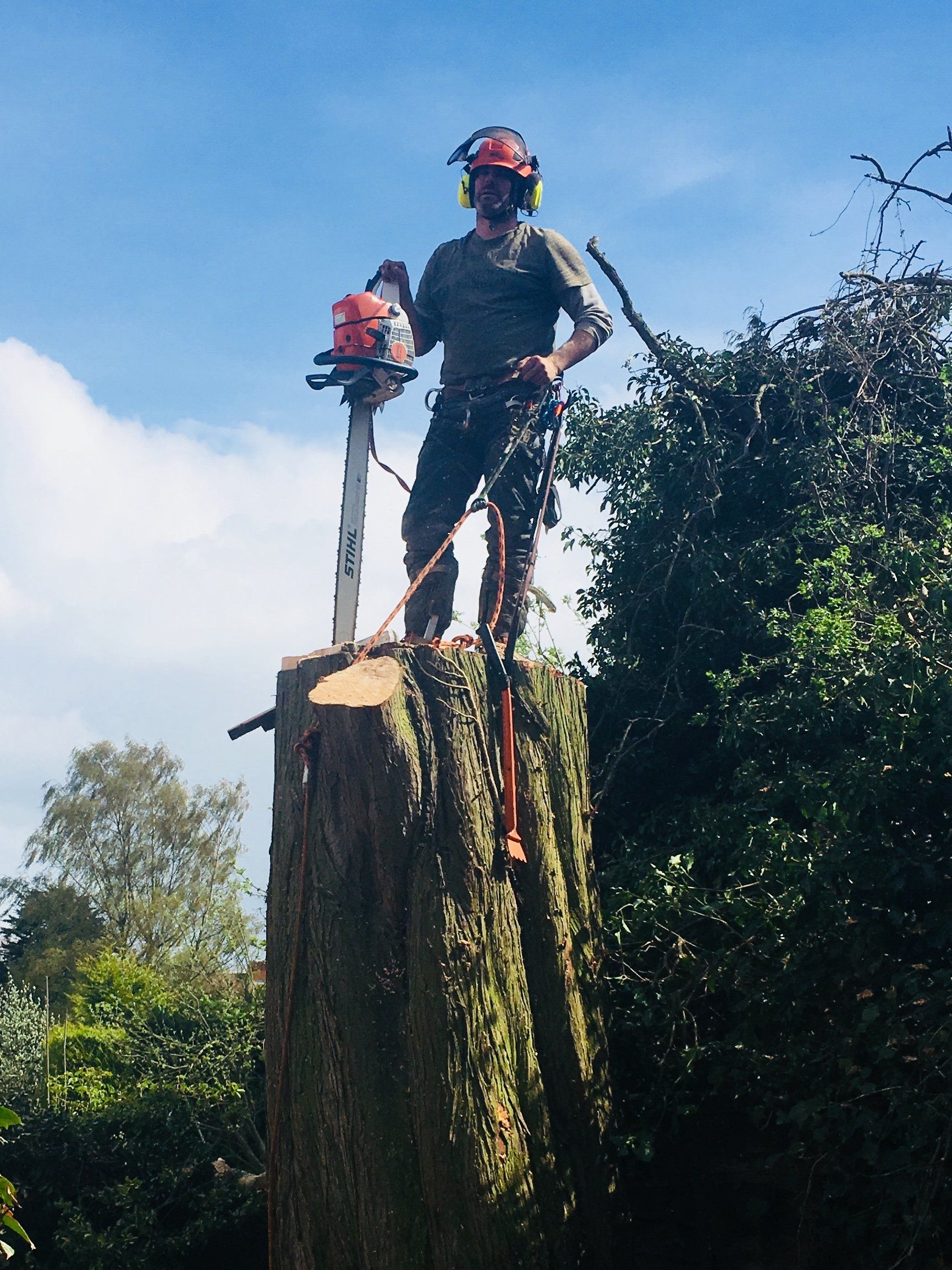 Tree removal