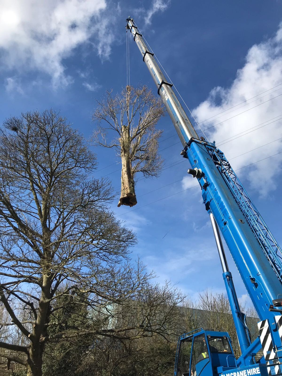 Tree felling services