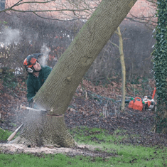 Tree felling