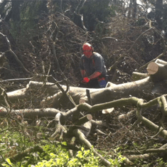 Tree cutting