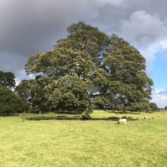 Tree care
