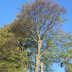 Tree thinning