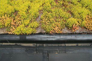 green roof maintenance