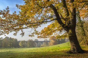 Ancient Woodland
