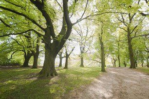 Woodland Management