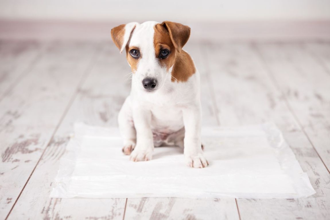 Alimenti e medicinali per animali