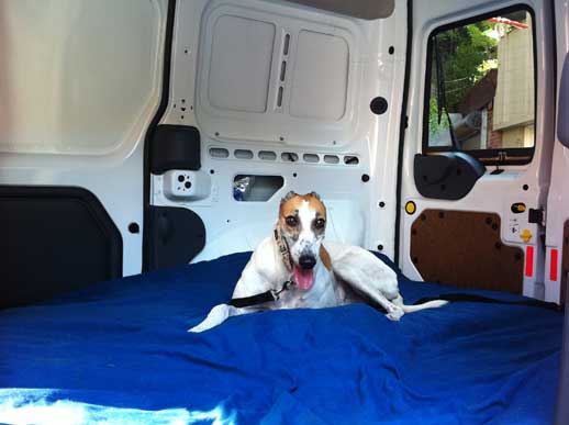 DC Dog Transpotation to Dog Daycare