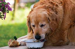 Overweight dog losing weight