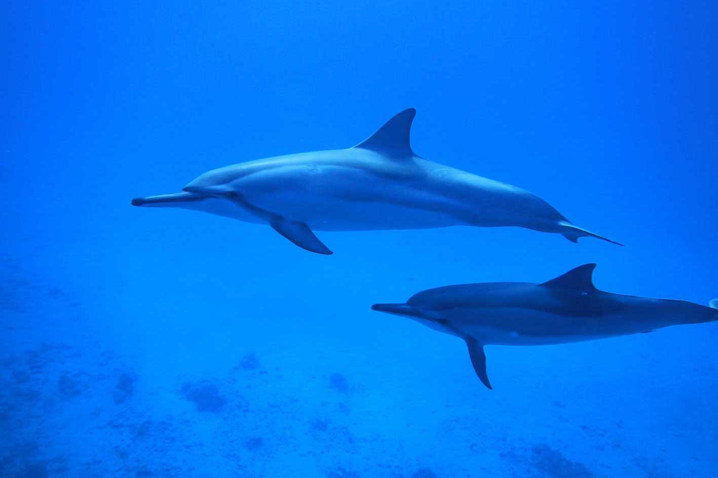 Two dolphins are swimming in the ocean together.
