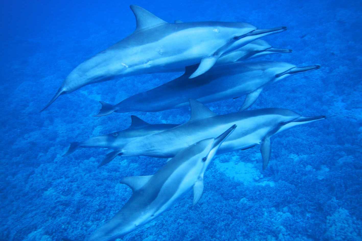 A group of dolphins are swimming in the ocean