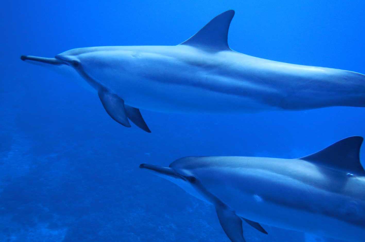 Two dolphins are swimming in the ocean together.