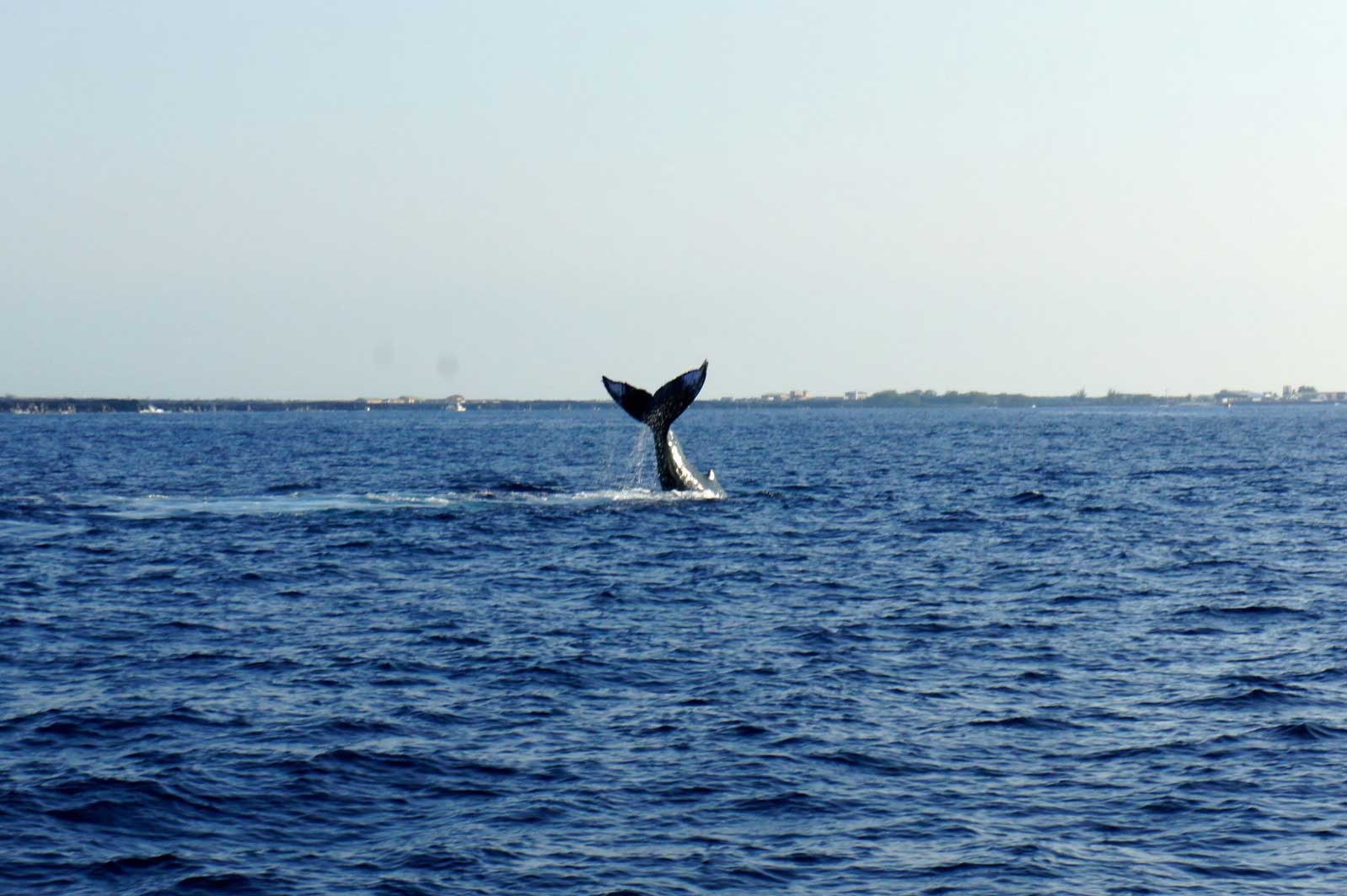 A humpback whale is swimming in the ocean.