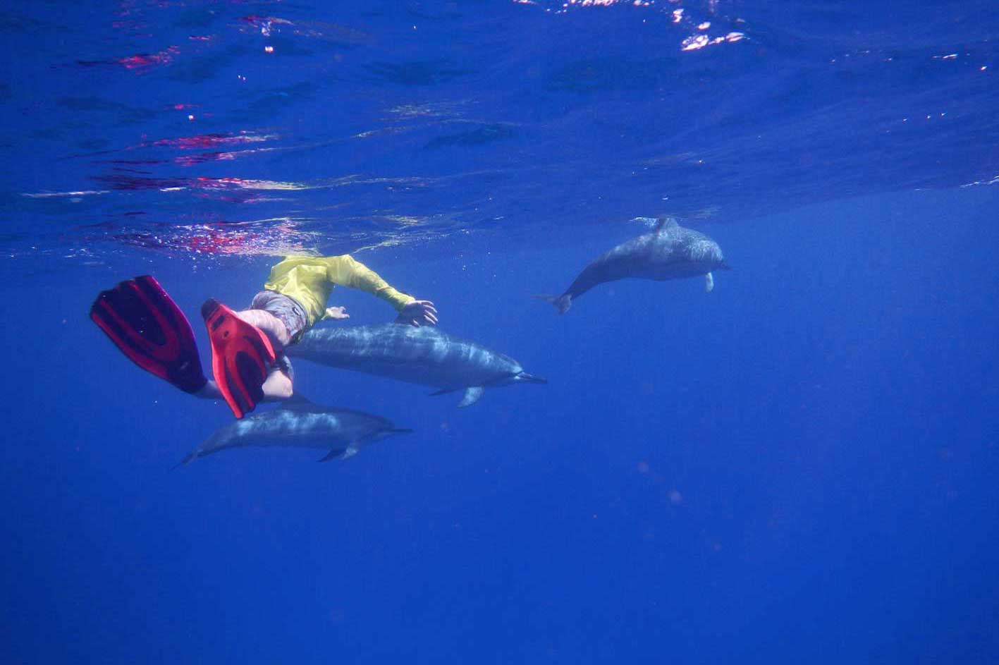 A person is swimming with dolphins in the ocean.