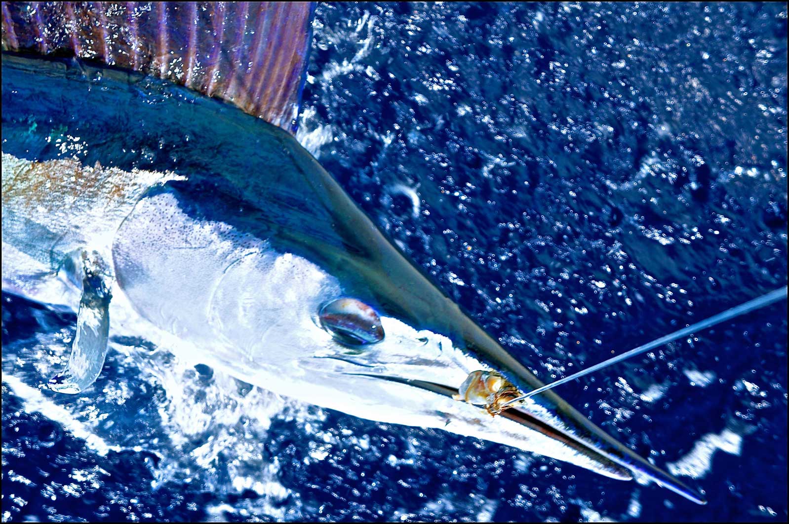 A sailfish is swimming in the ocean with a hook in its mouth.