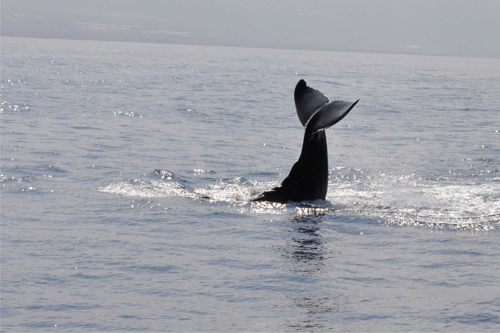 The tail of a humpback whale is visible in the water