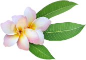 A pink flower with green leaves on a white background.