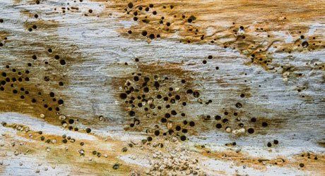 Efficient timber treatment