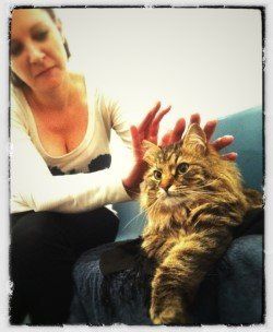 Bioenergie bei Katze