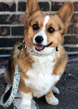 Loki - The Best Doggo and Office Manager in Lapham Law Firm