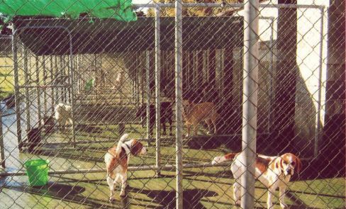 Dog accommodation in Cedgee