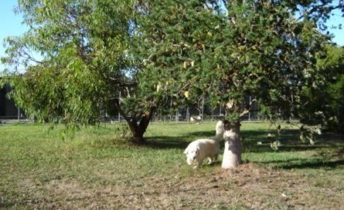 Dogs playing