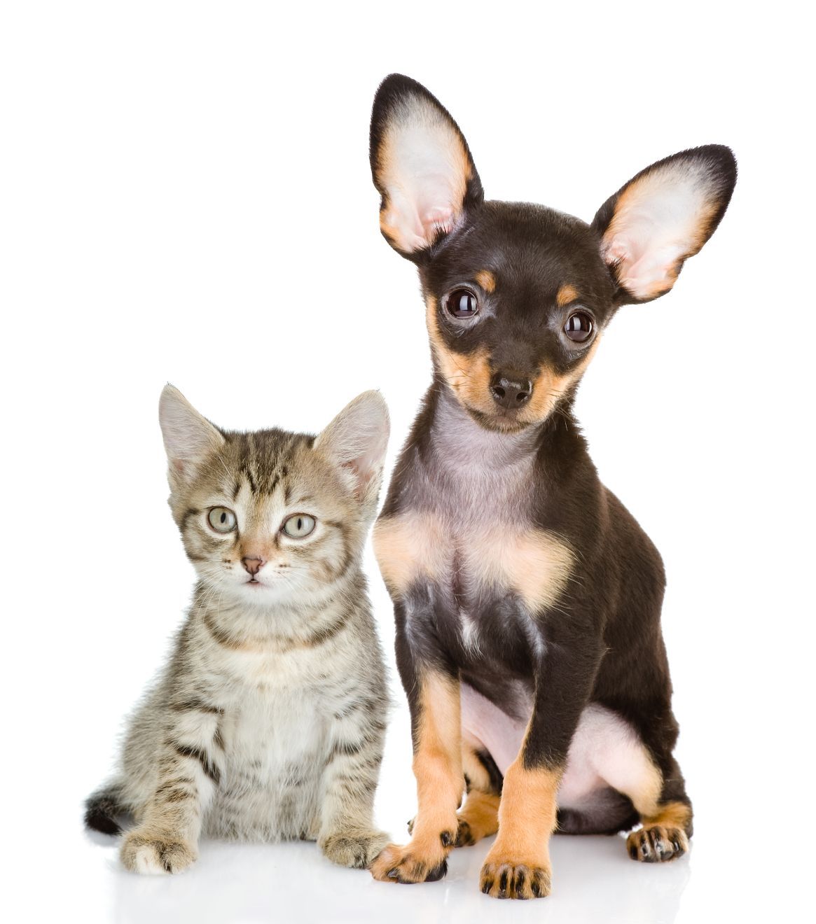 Animali domestici